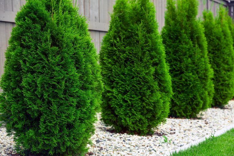 Arborvitae Pruning in Aiken, SC