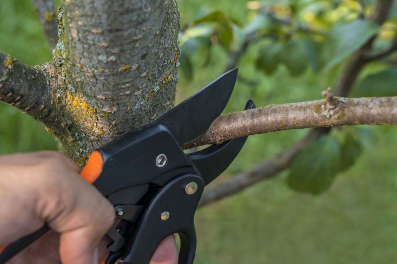 Branches Pruning in Doylestown, PA