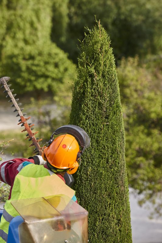 Cedar Tree Trimming in Pottstown, PA