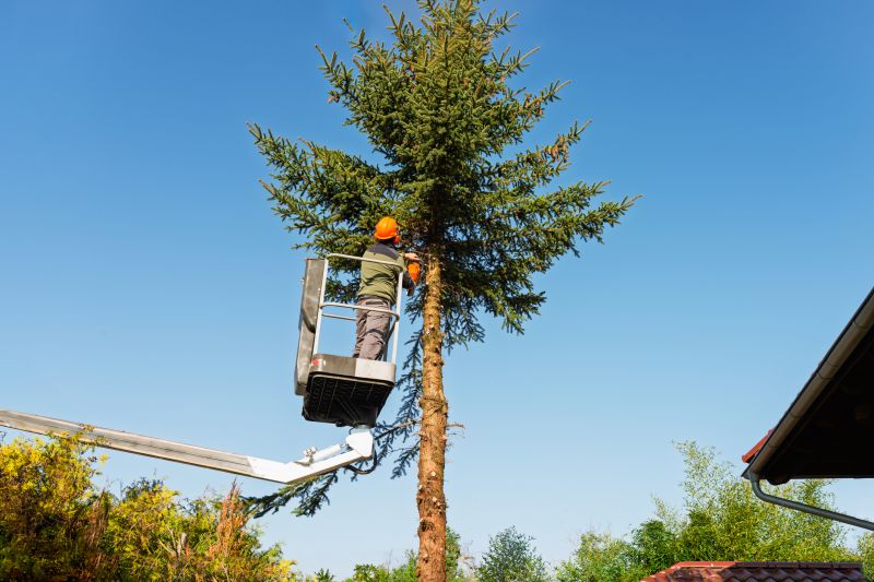 Commercial Tree Trimming in Denver County, CO