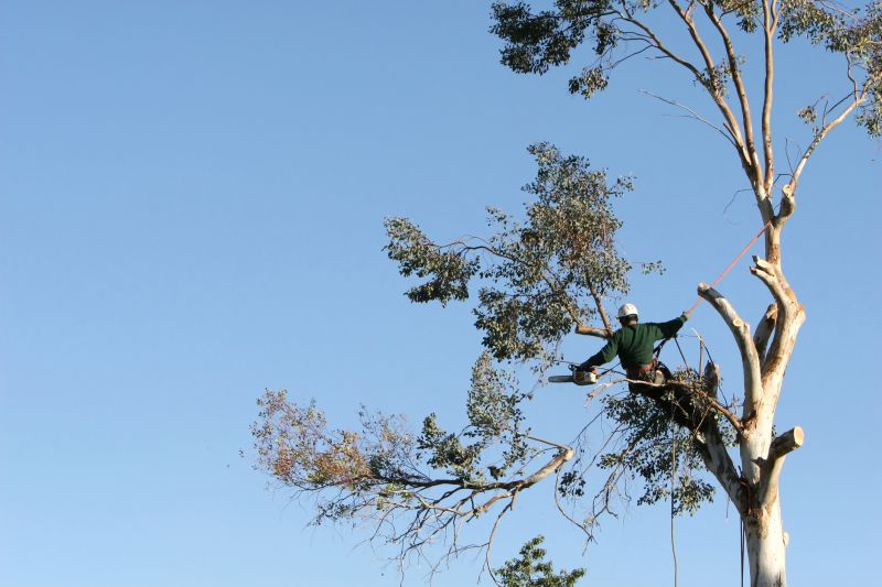 Commercial Tree Trimming in Allentown, PA