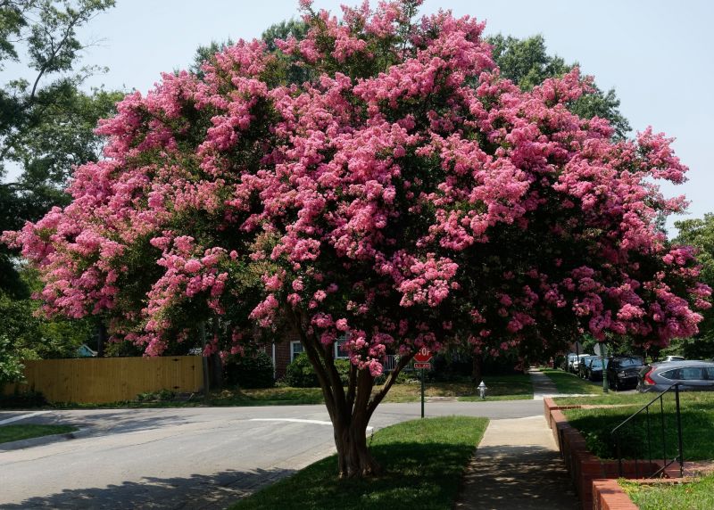 Crape Myrtle Pruning in Aiken, SC