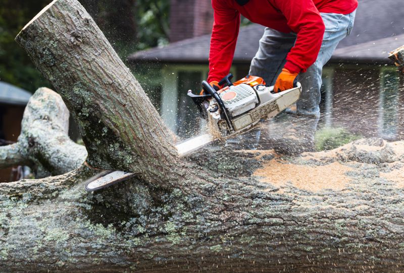 Deadwood Removal in Allentown, PA