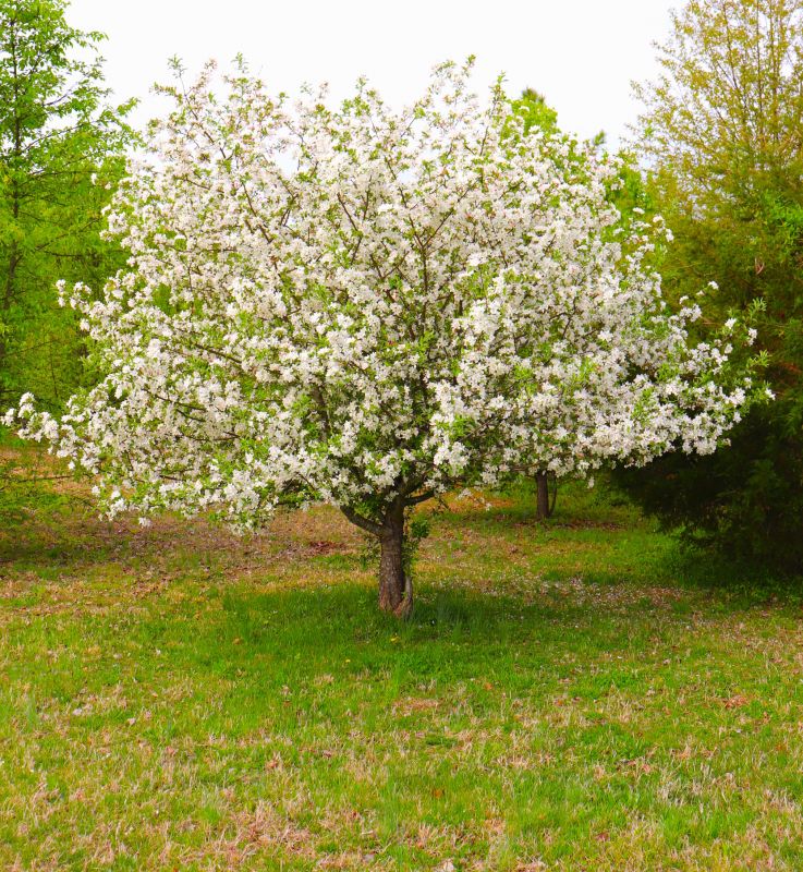 Dogwood Tree Removal in Reno, NV