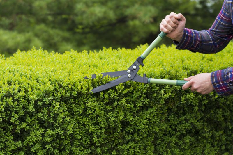 Evergreen Hedge Trimming in Ventura County, CA