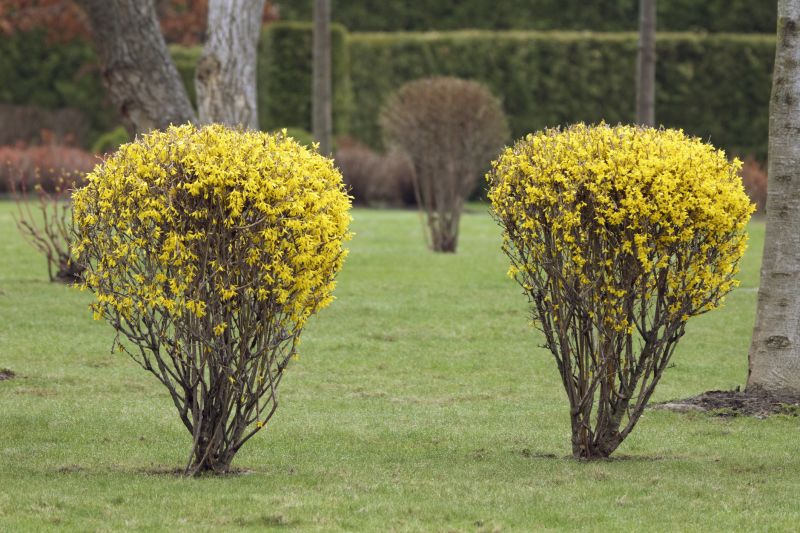 Forsythia Pruning in Rockwall, TX