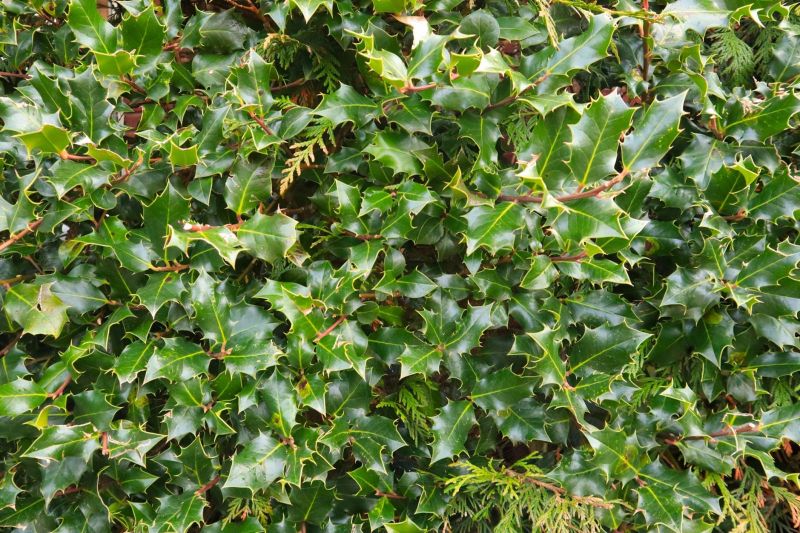 Holly Bushes Trimming in Honolulu, HI