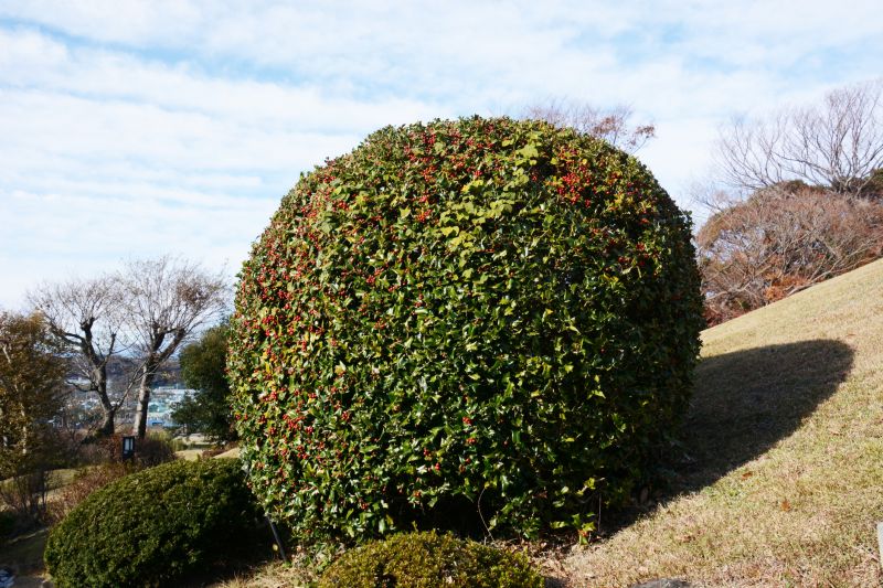 Holly Bushes Trimming in Rockwall, TX