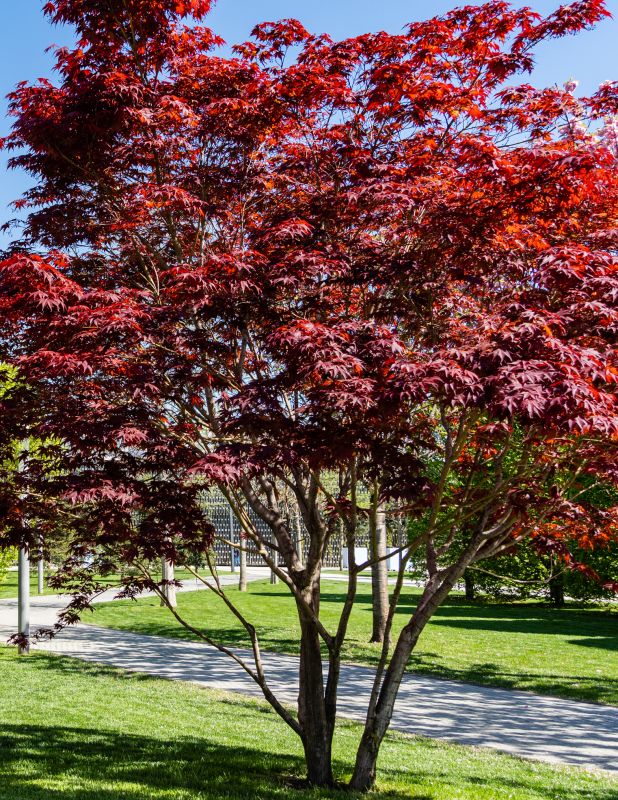 Japanese Maple Pruning in Pottstown, PA