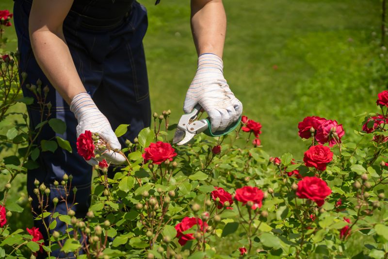 Knockout Roses Pruning in Aiken, SC
