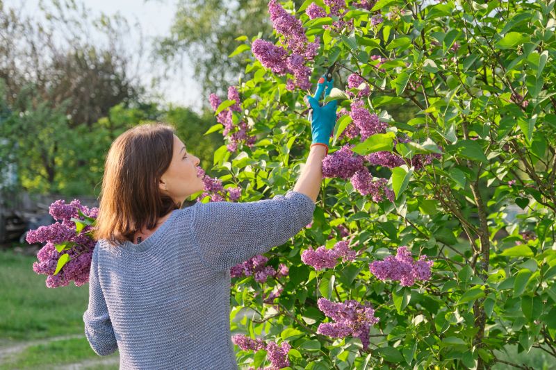 Lilac Trimming Service in Aiken, SC