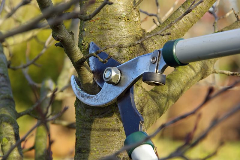Limb Pruning in Pottstown, PA