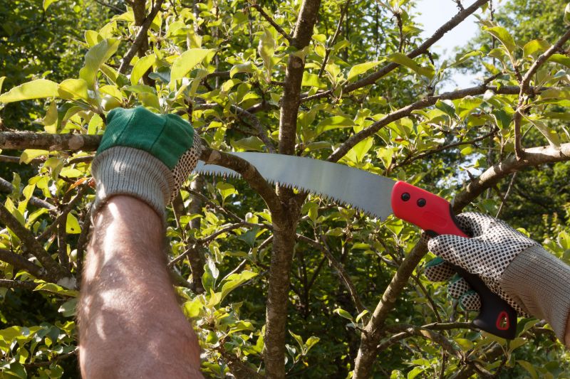 Magnolia Tree Pruning in Doylestown, PA