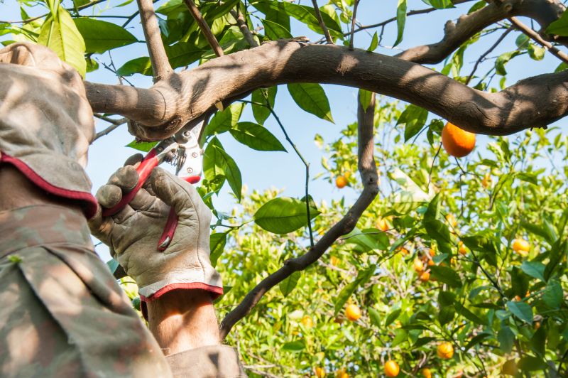 Orchard Tree Pruning in Pottstown, PA