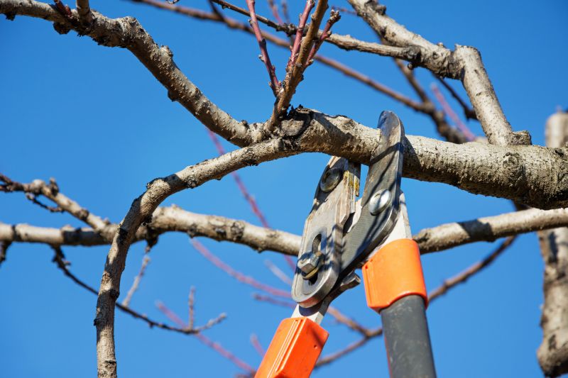 Peach Tree Pruning in San Jose, CA