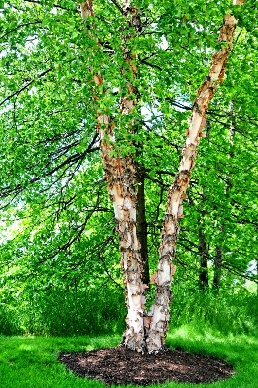 River Birch Trimming in Reno, NV