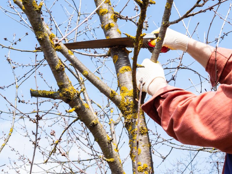 Tree Branch Cutting in San Jose, CA