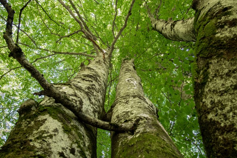 Tree Canopy Thinning in Pottstown, PA