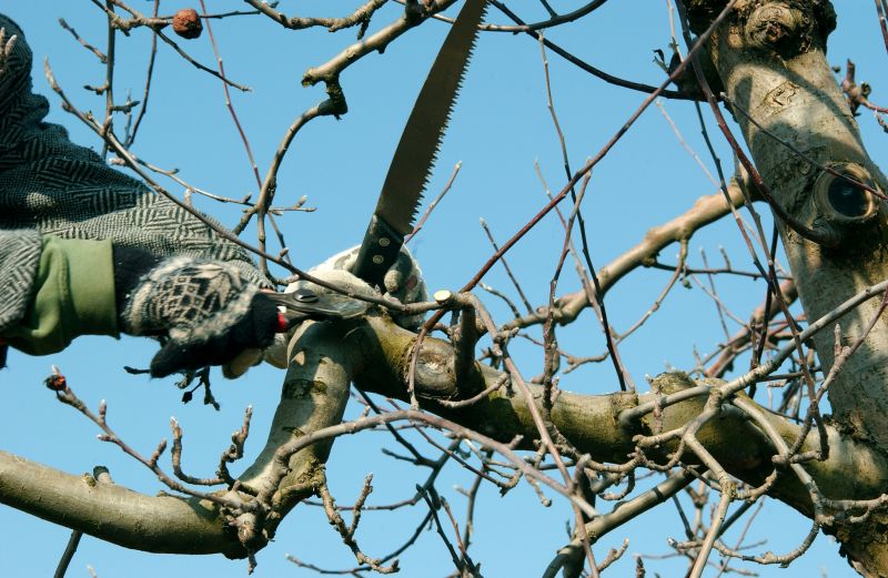 Apple Tree Pruning in Pottstown, PA