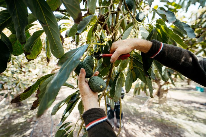 Apple Tree Pruning in Pottstown, PA