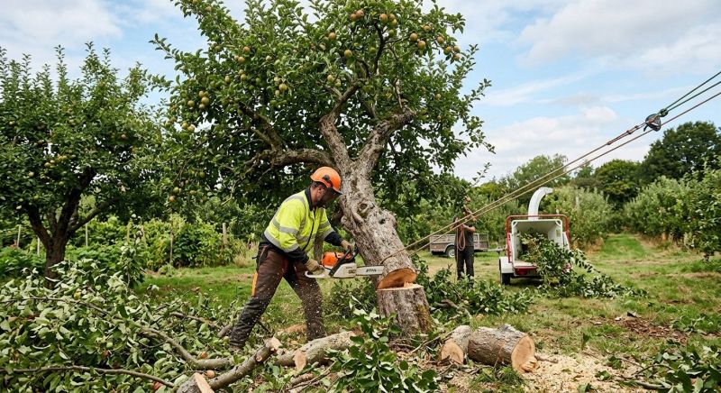 Apple Tree Removal in San Jose, CA