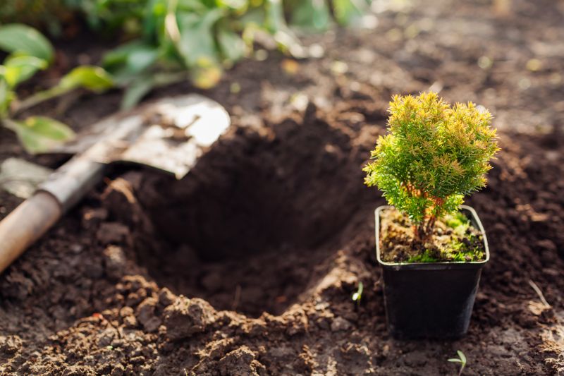 Arborvitae Pruning in Rockwall, TX