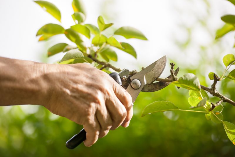 Arborvitae Pruning in Aiken, SC