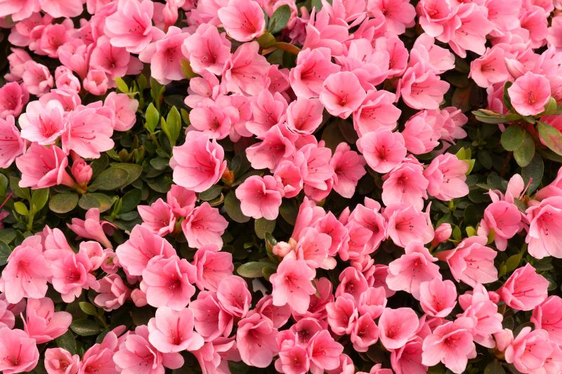 Azalea Pruning in Aiken, SC