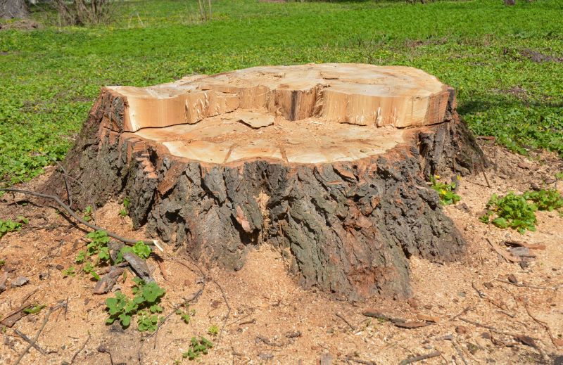 Bamboo Stump Removal in Waldorf, MD
