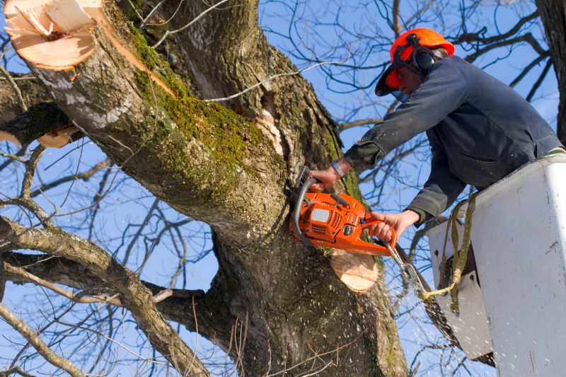 Birch Tree Removal in Doylestown, PA
