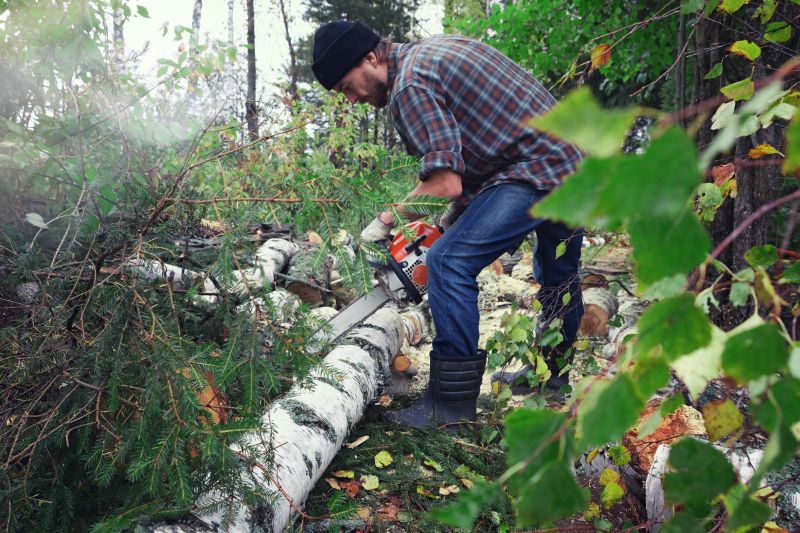 Birch Tree Removal in San Jose, CA