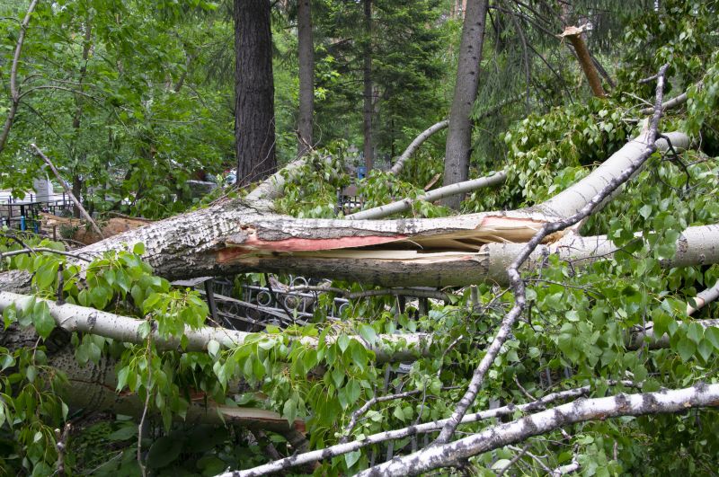 Birch Tree Removal in Pottstown, PA