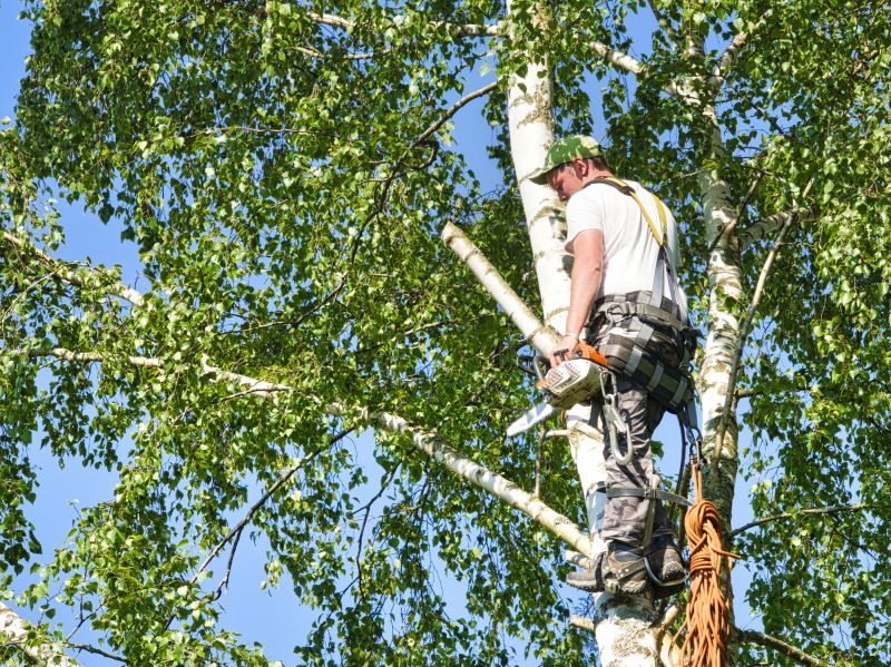 Birch Tree Removal in Pottstown, PA