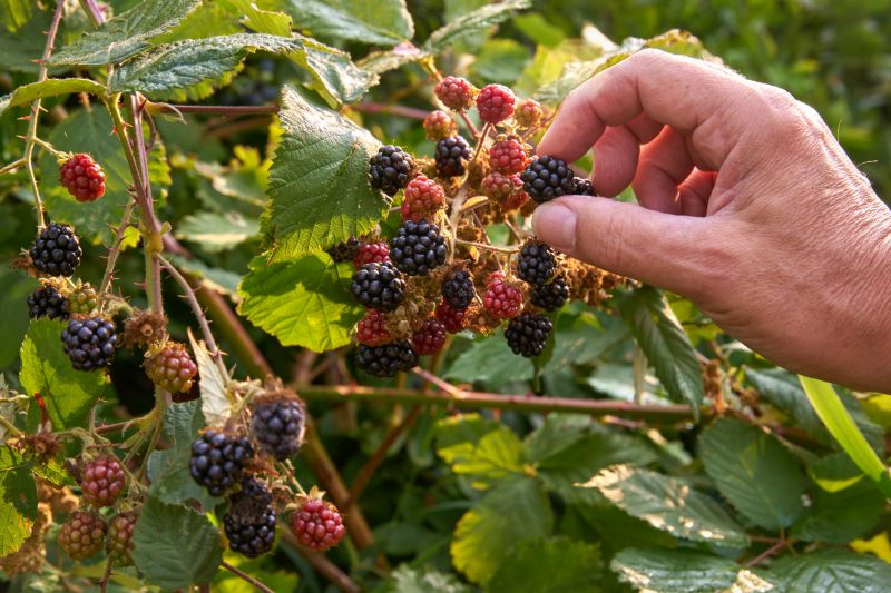Blackberry Bush Removal in Rockwall, TX