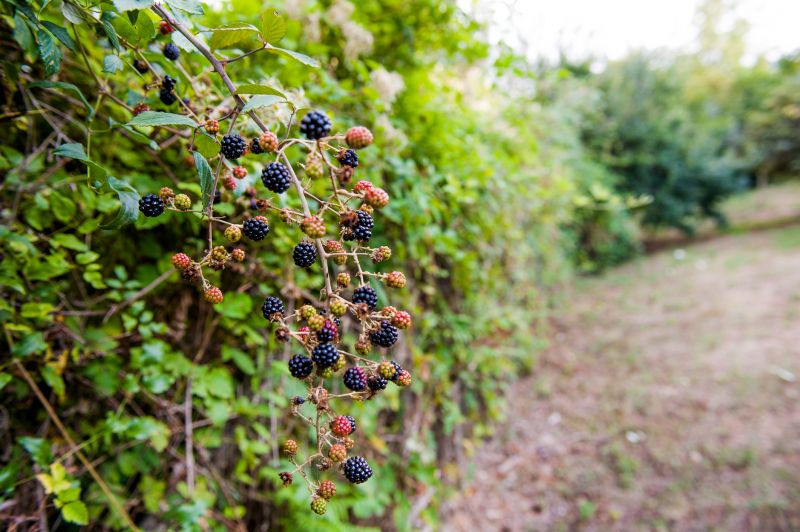 Blackberry Bush Removal in Rockwall, TX