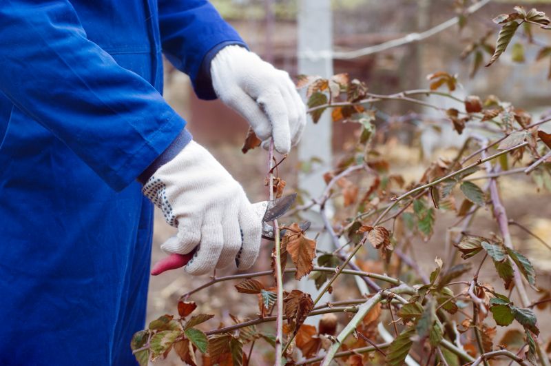 Blackberry Bush Removal in Honolulu, HI