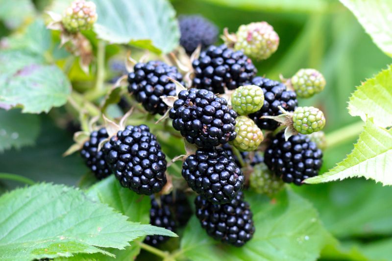 Blackberry Bush Removal in Aiken, SC