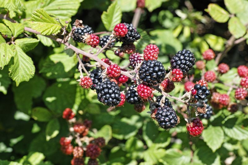 Blackberry Bush Removal in Aiken, SC