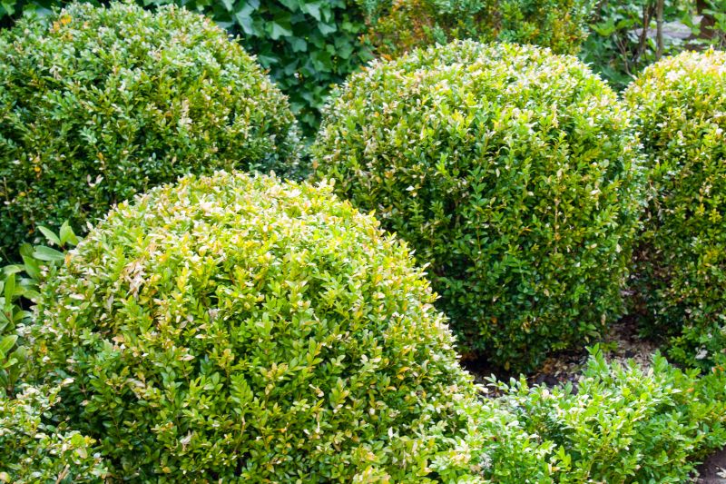 Boxwood Trimming in Rockwall, TX