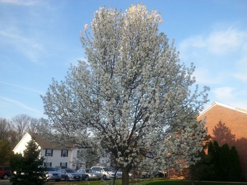 Bradford Pear Tree Pruning in Allentown, PA