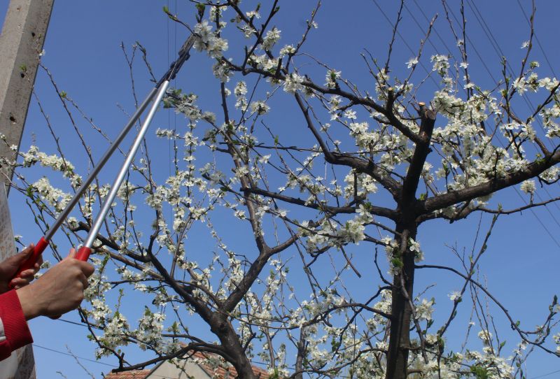 Bradford Pear Tree Pruning in Pottstown, PA