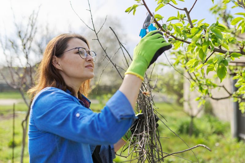 Bradford Pear Tree Pruning in Pottstown, PA