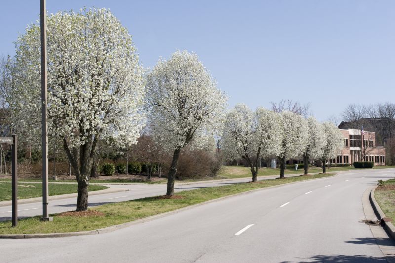 Bradford Pear Tree Pruning in San Jose, CA