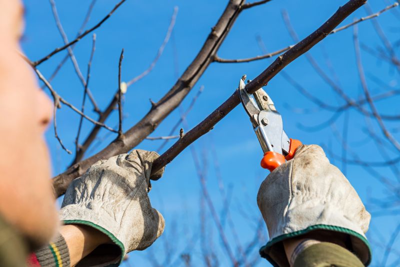 Branches Pruning in Pottstown, PA