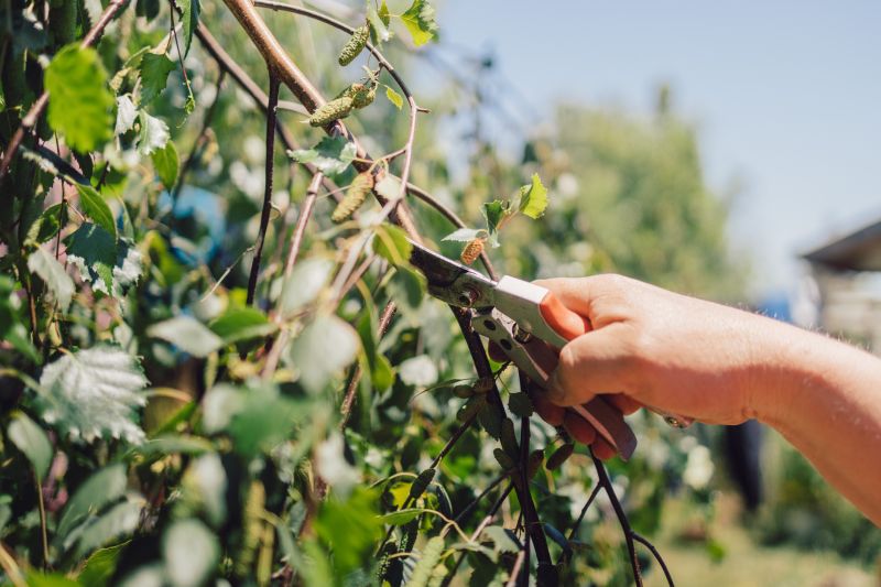Branches Pruning in Doylestown, PA