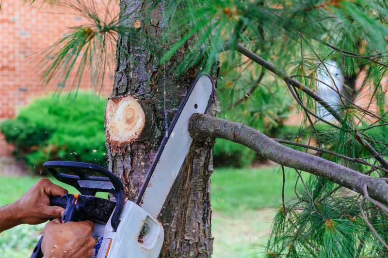 Branches Pruning in Doylestown, PA