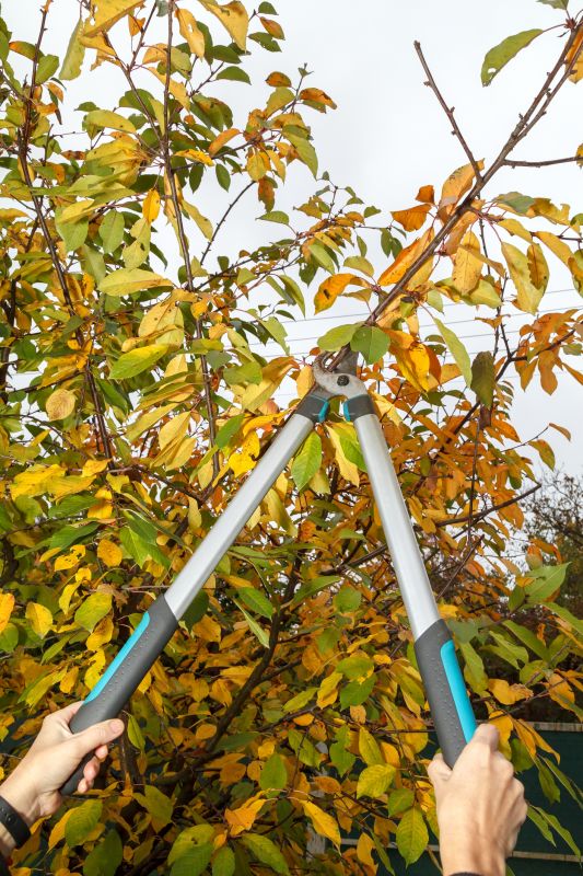 Branches Pruning in Allentown, PA