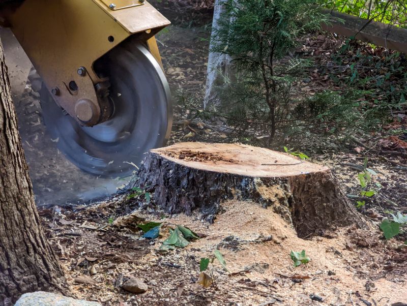Bush Stump Grinding in Waldorf, MD