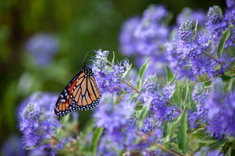 Butterfly Bush Pruning in Aiken, SC
