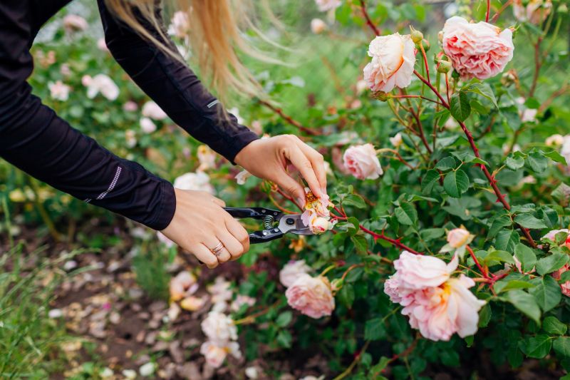 Butterfly Bush Pruning in Ventura County, CA